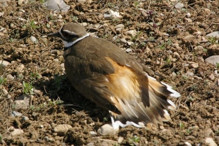 Killdeer Protecting Nest - Idaho, Valley, Teton Valley, Eggs, Nest, Killdeer, Birds