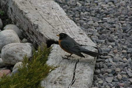 Robin on Railroad Ties - robins, idaho, landscape, teton valley, may, spring