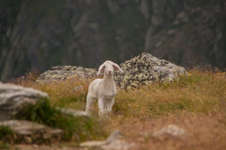 little lamb - rock, grass, lamb, sheep