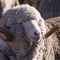 merino sheep