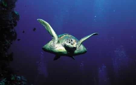 sea turtle - animal, ocean, turtle, sea