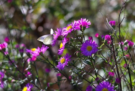 Astra Flowers - Astra, pretty, Flower, Nature