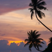 Palm Trees at Sunset