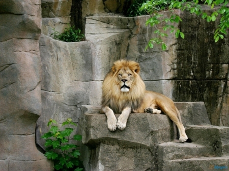 Beautiful Lion - feline, lion, mane, wild