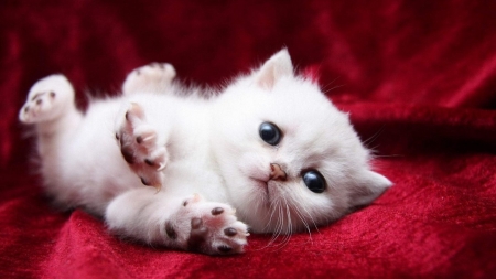 Cute White Kitten - white, animal, kitten, cute, cat