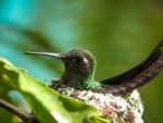 Cuban Emerald Hummingbird