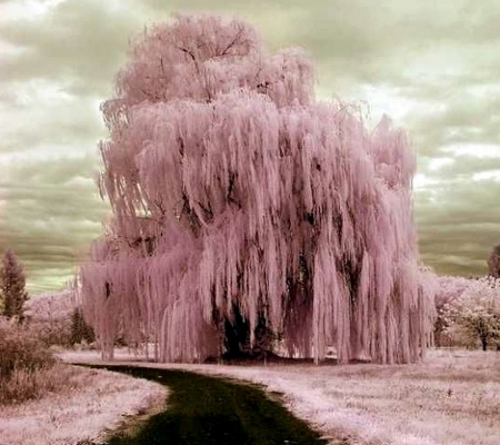 Pink Trees - nature, sky, trees, pink