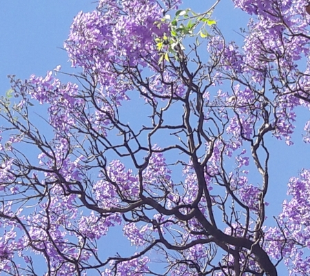 Beautiful Flowers - sky, tree, flowers, spring