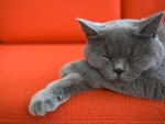 Sleeping cat