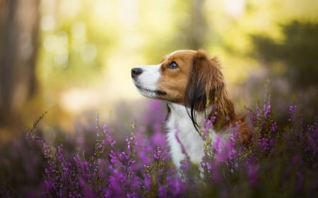 Dog - dog, meadow, animal, nature