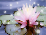 Water Lily