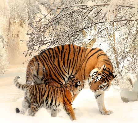 Mom and Cub Playing in Snow - feline, wild, tiger, snow