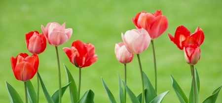 Spring Tulips - pink, red, tulips, green, flowers, spring