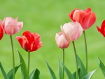 Spring Tulips