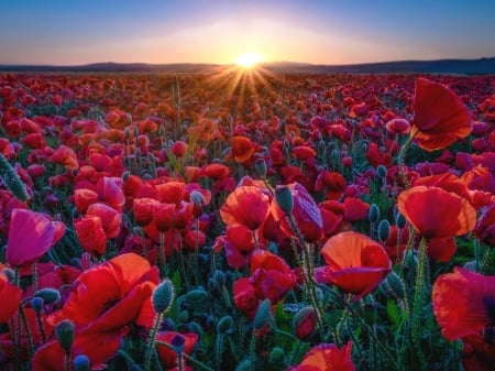 Sunset over the Poppies Field - flowers, poppies, sunset, nature, field