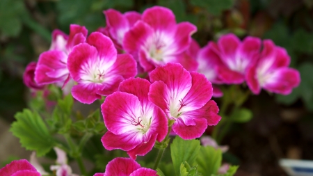 Geranium - ruby red, 4k, pelargonium, zeraniumu, red, pink, 3840x2160, flowers, geranium, flower, carmine