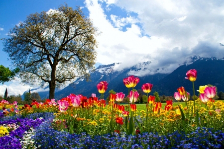 Spring in Swiss Alps - flowers, tulips, blossoms, landscape, colors