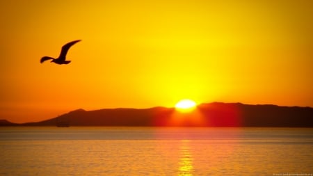 Sunset in Mountain - birds, sunset, nature, sea, mountain