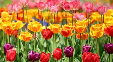 Colorful Tulips - purple, yellow, pink, red, colorful, tulips, flowers, spring