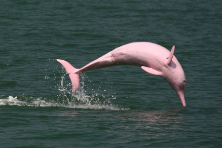 Pink Dolphins