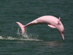 Pink Dolphins