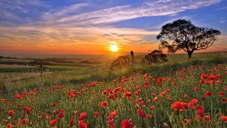 Poppy Field at Sunset - Field, Sunset, Poppy, Nature