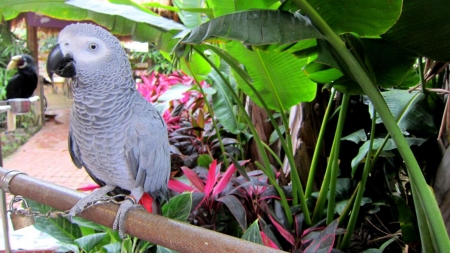 Gray Parrot - flowers, animal, bird, parrot