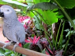 Gray Parrot