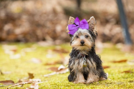 Yorkshire Terrier - purple, bow, caine, cute, yorkshire terrier, puppy, dog