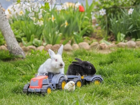 Lost passenger - easter, iepuras, bunny, spring, daykiney, tractor, rabbit, car, green, grass, cute, chick, funny, pet, chicken, rodent, animal