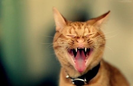 Singing cat - face, pisica, funny, cat, singing, orange, tongue, ginger