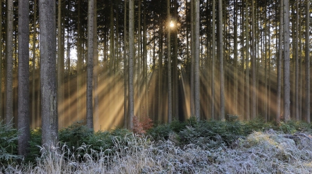 Sunlights - nature, wood, tree, sunlight