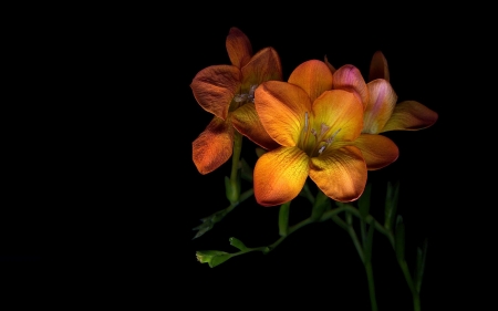 Flowers - orange, two, flower, beautiful