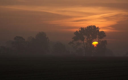 Our Sun - sunset, nature, tree, sun