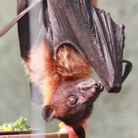 Fruit Bat