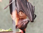 Fruit Bat