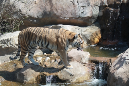 Tiger - stream, tiger, photo, rocks, big cat