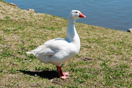 Goose - white, goose, bird, wild