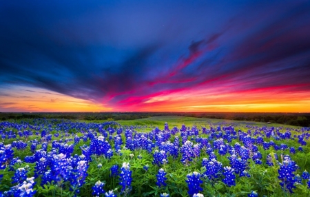 ♥ - flowers, nature, sky, fields