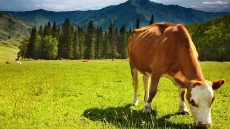 grazing cow - cow, field, grass, meadow