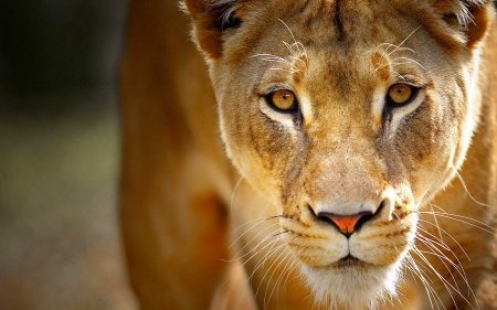 lioness - animal, lioness, feline, cat