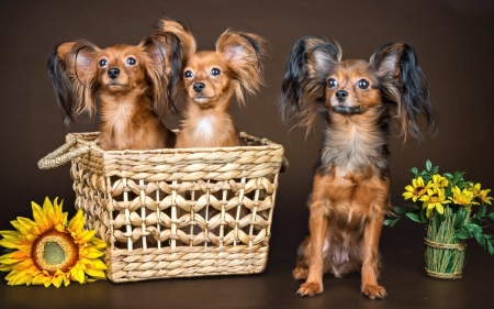 Cute Puppy Trio - puppy, animal, cute, dog