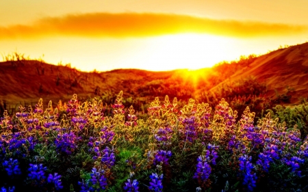 Sunset Over The Mountains - nature, sky, clouds, meadows, flowers, sunset, mountains