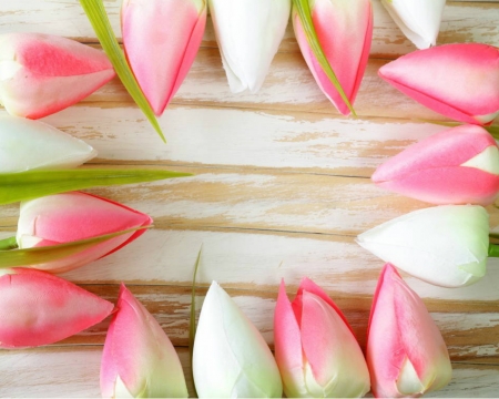 Beautiful Tulips - flowers, tulips, nature, buds, wood