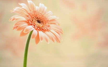 Gerbera - bloom, flower, petals, gerbera