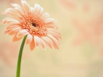 Gerbera