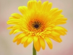 Gerbera