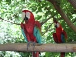 Macaw