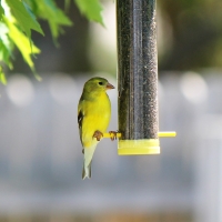 Golden finch