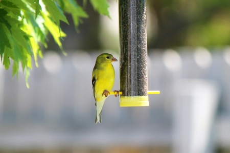 Golden finch - bird feeder, bird, finch, golden